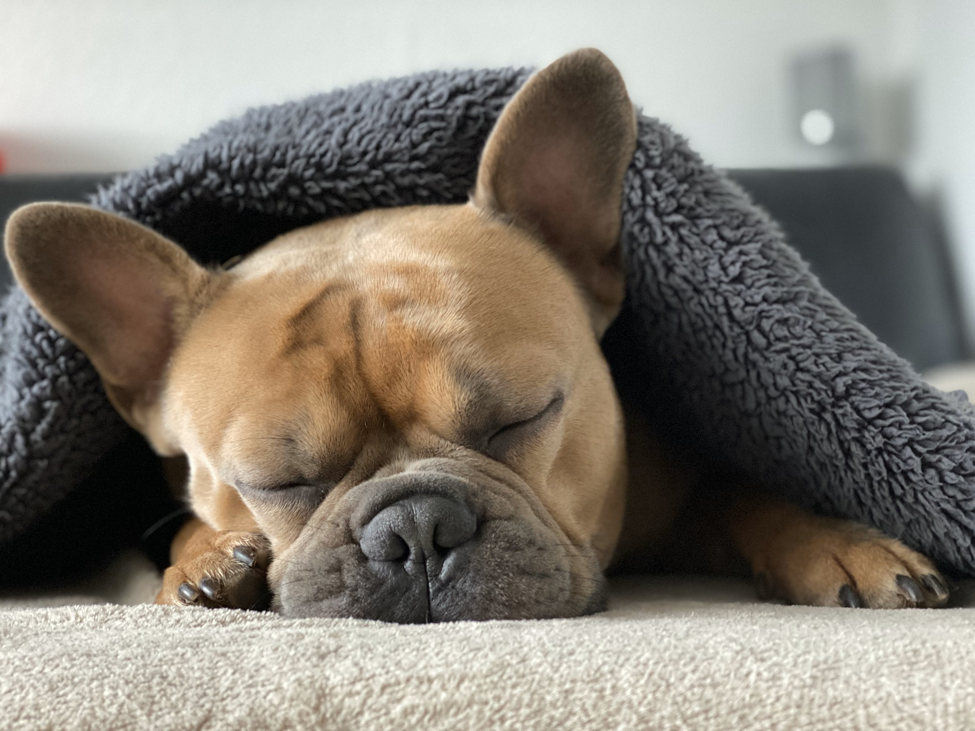 sleep-french-bulldog-Pixabay-Mylene2401-4713013_1920
