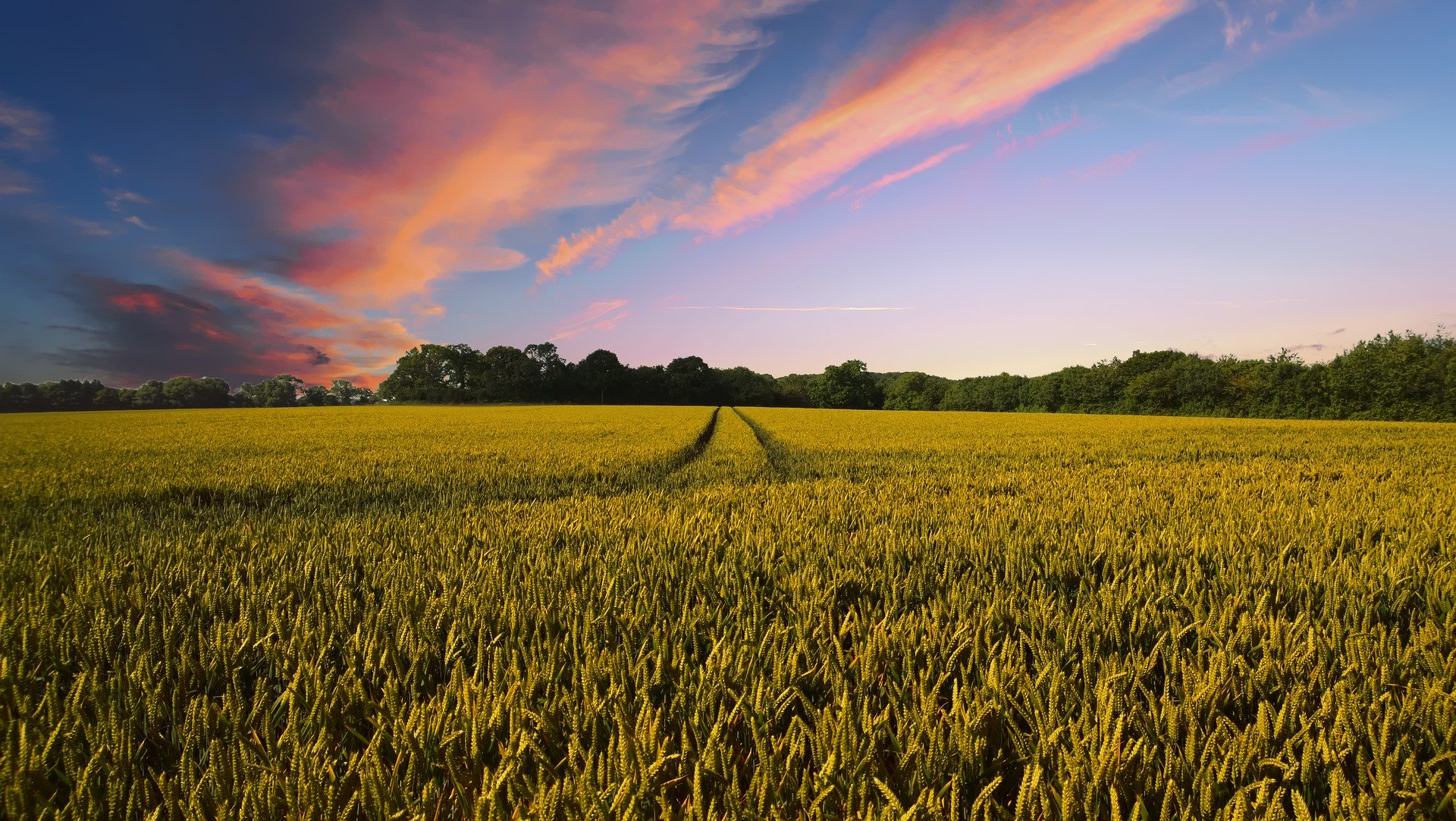 wheat-countryside-pixabay-TheDigitalArtist-g306b67b37_1920
