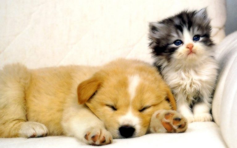 dog and cat wallpapers 4 1  5bbcabf622c9e
